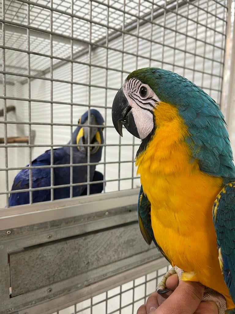 Tam blauwgele ara, Mannelijk, Papegaai, Pratend