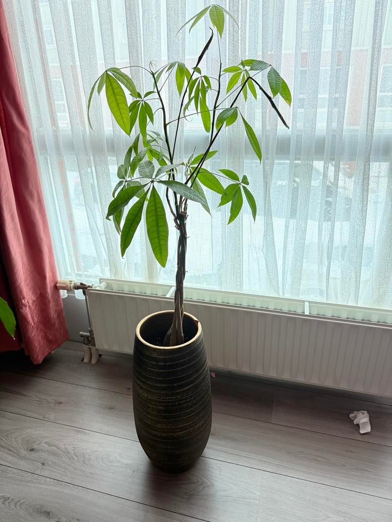 Pachira Aquatica (Watercacao) in pot, Ophalen, 100 tot 150 cm, Overige soorten, Halfschaduw