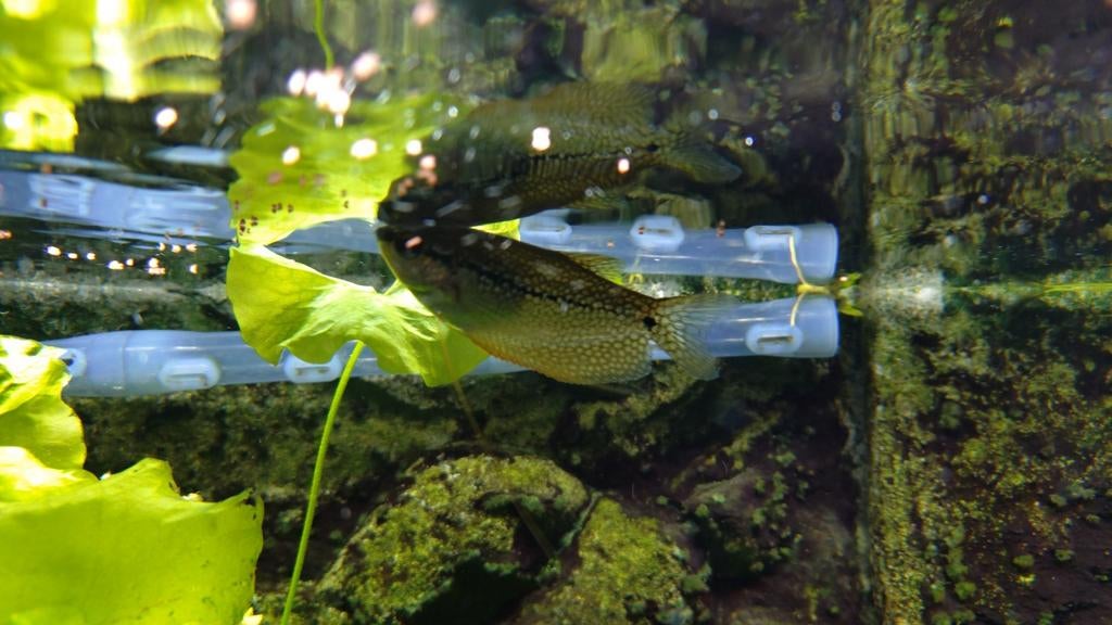 Diamant goerami te koop, Dieren en Toebehoren, Vissen | Aquariumvissen, Vis