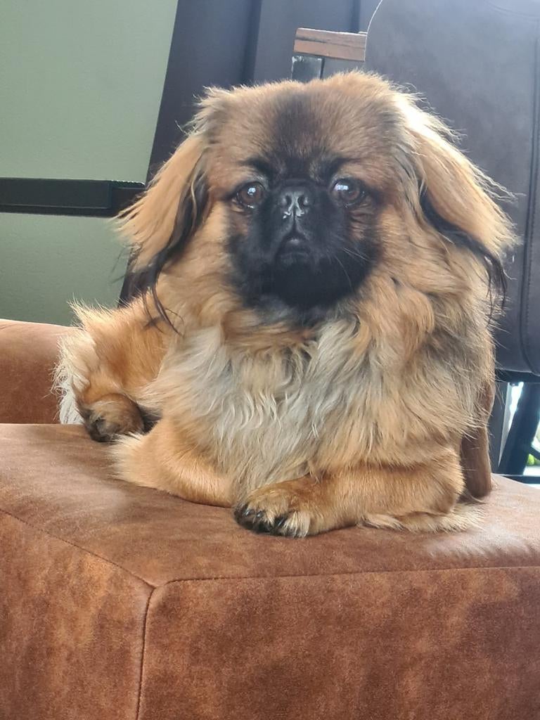 Pekingees dekreu NIET TE KOOP!, Parvo, Eén hond, 3 tot 5 jaar, Nederland