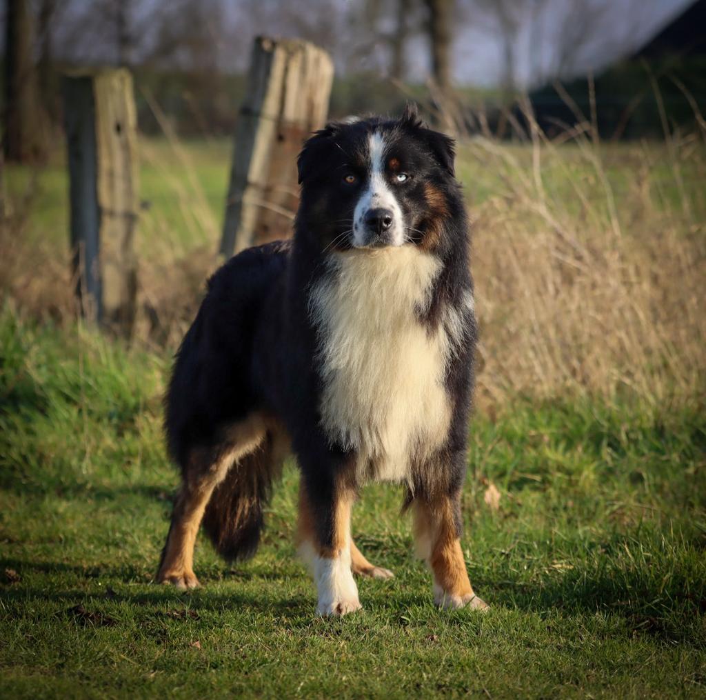 Raszuivere australian shepherd dekreu, Particulier, Reu, Buitenland, Parvo