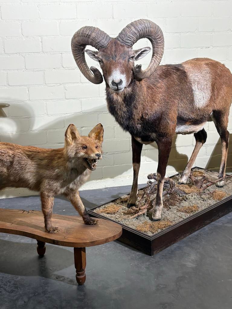 Opgezette vos en moeflon, Ophalen, Gebruikt, Wild dier, Opgezet dier