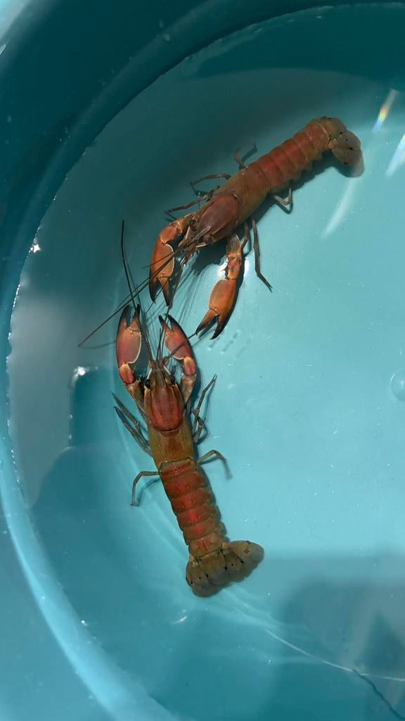 Cherax Boesemani red brick, Kreeft, Krab of Garnaal