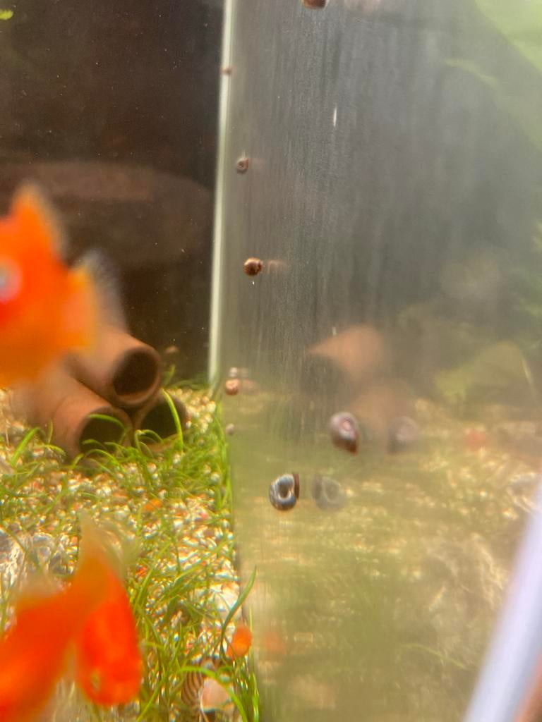 Posthoorn slakken, Dieren en Toebehoren, Slak of Weekdier