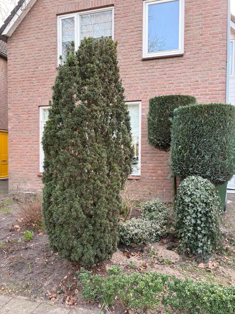 Grote connifeer gratis, Tuin en Terras, Planten | Struiken en Hagen, Ophalen of Verzenden, Laurier, 100 tot 250 cm