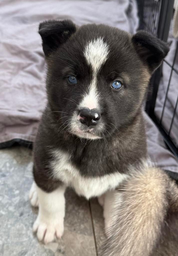 Amerikaanse akita x Huskita pups, Dieren en Toebehoren, Honden | Poolhonden, Keeshonden en Oertypen, België, Particulier, 8 tot 15 weken