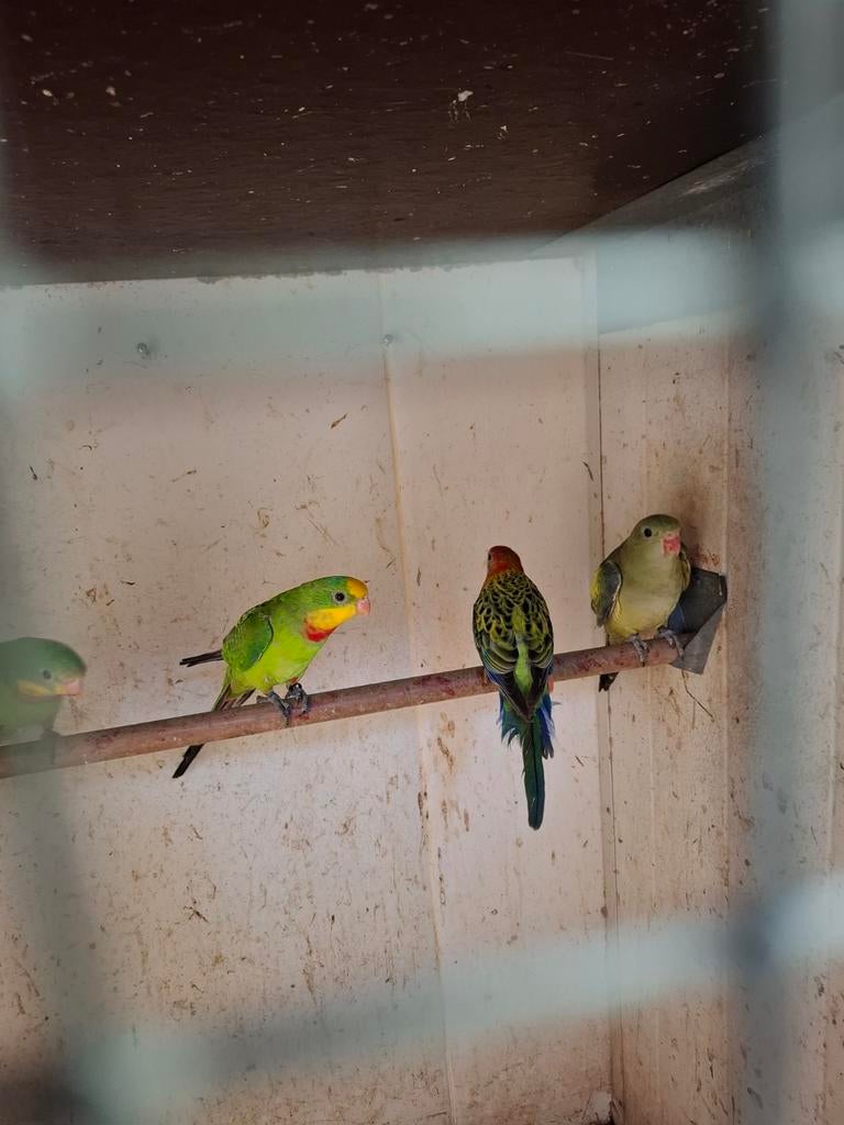 Rosella, Vrouwelijk, Parkiet, Geringd