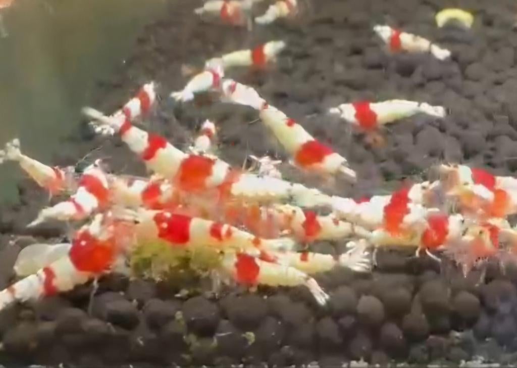 Hobbyaquarium Crystel Red garnalen, Dieren en Toebehoren, Vissen | Aquariumvissen, Kreeft, Krab of Garnaal