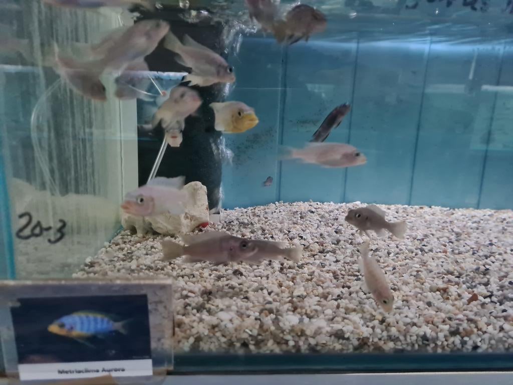 Metriaclima Aurora Malawi Cichliden, Vis, Zoetwatervis