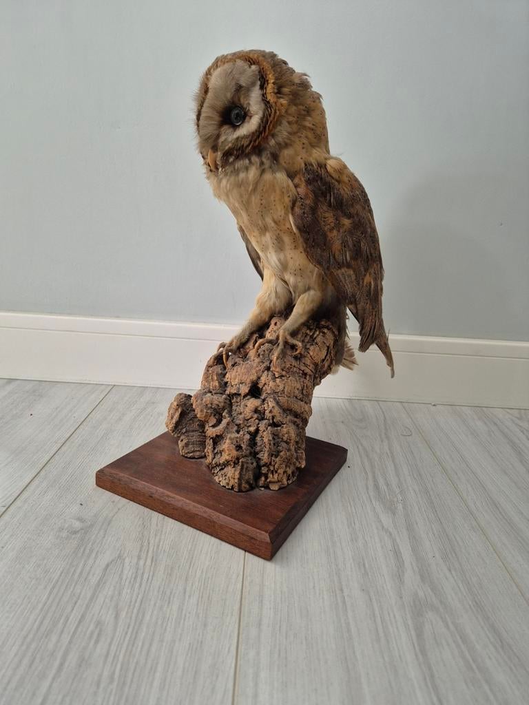 Opgezette Kerkuil - Prachtig exemplaar, Verzamelen, Dierenverzamelingen, Ophalen of Verzenden