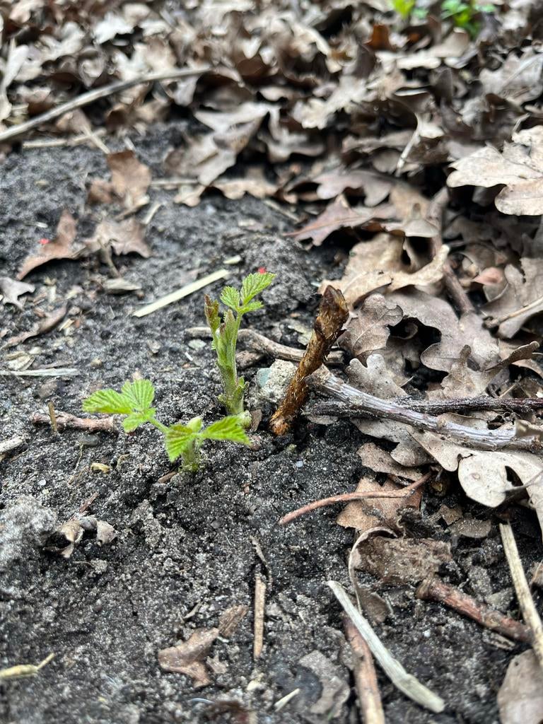 Verschillende tuinplanten, Tuin en Terras, Ophalen, Vaste plant, Halfschaduw, Zomer