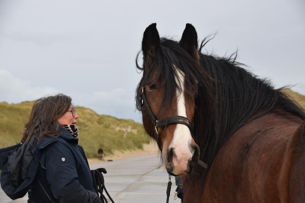 Land en paddock met schuilstal gezocht, Weidegang, 2 of 3 paarden of pony's