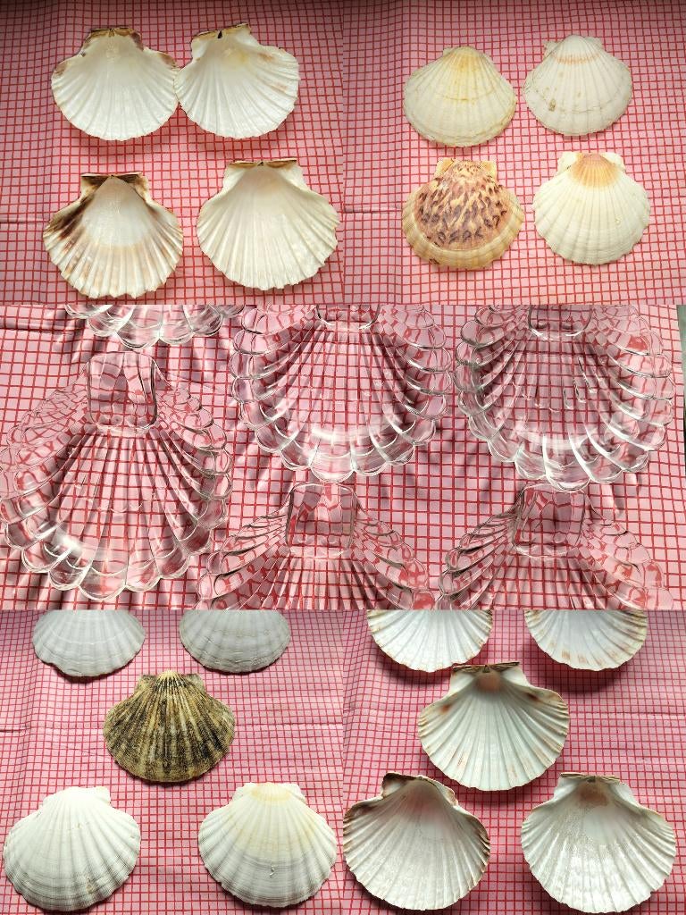 Collectie Sint-Jacobsschelpen & Glazen Schelpschaaltjes (17), Ophalen