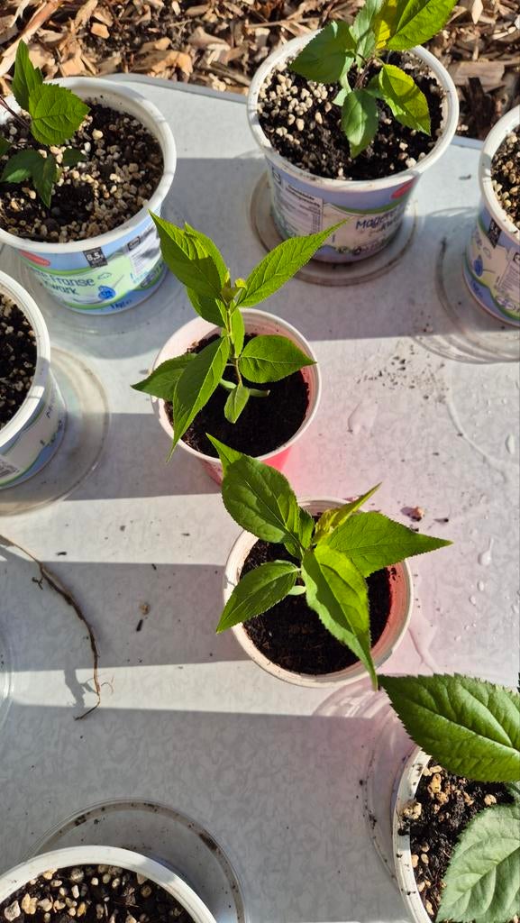 Jonge pruimenbomen in pot, Ophalen, Minder dan 100 cm, In pot, Pruimenboom