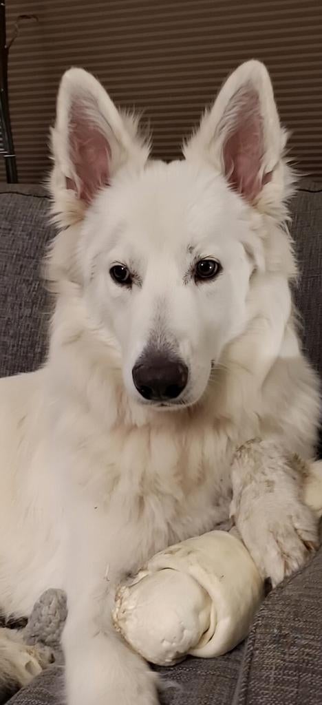 Witte herder reu van bijna 1 jaar, Dieren en Toebehoren, 15 weken tot 1 jaar, Reu, Eén hond, Herder