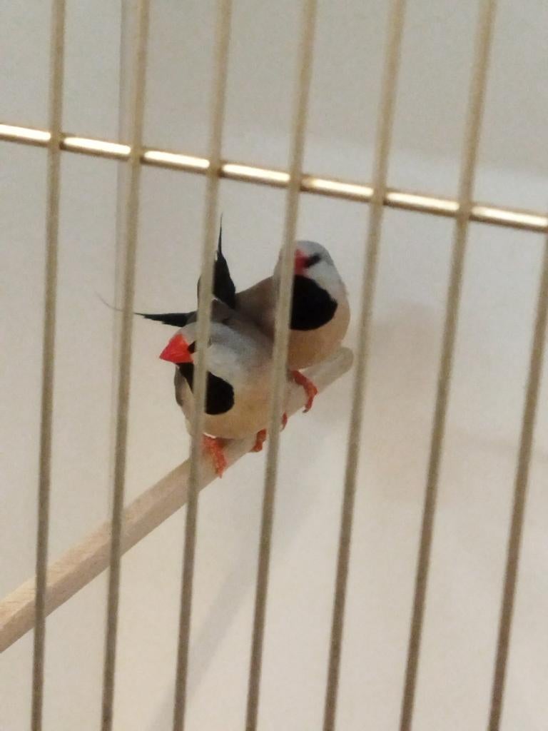 0-3 roodsnavel spitstaartamadine geringd 2025, Dieren en Toebehoren, Vrouwelijk, Tropenvogel, Geringd