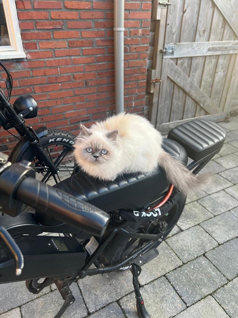 Kitten, Poes, Gechipt