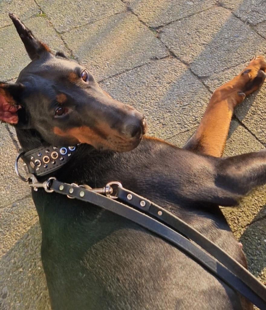 Doberman teef met Fci stamboom, Dieren en Toebehoren, Honden | Herdershonden en Veedrijvers, Particulier, 15 weken tot 1 jaar