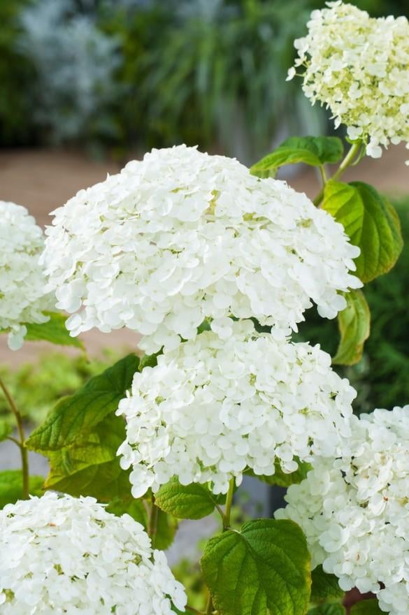 Strong Hydrangia An abelle, Tuin en Terras, Ophalen, Overige soorten, Minder dan 100 cm