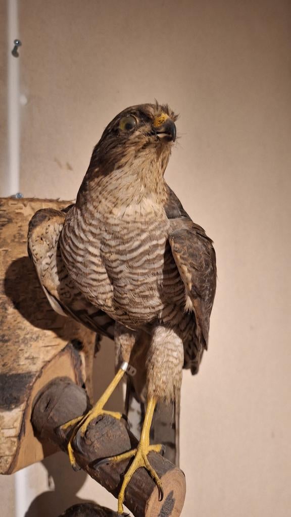 Opgezette Sperwer - Prachtige Roofvogel Taxidermie, Verzamelen, Dierenverzamelingen, Ophalen, Zo goed als nieuw, Vogel, Opgezet dier