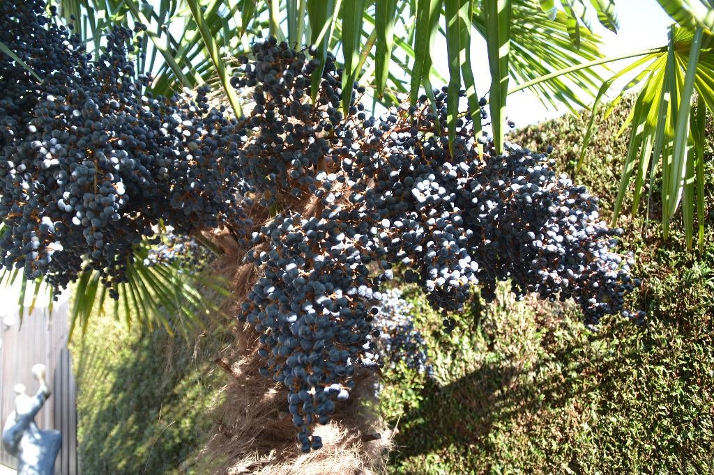Verse trachycarpus fortunei palboomzaad winterhard tot -18, Volle zon, Ophalen of Verzenden, Minder dan 100 cm, Zomer