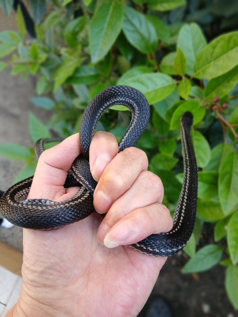 Elaphe Dione Barnaul Rat Snake - unknown for sale from johanna