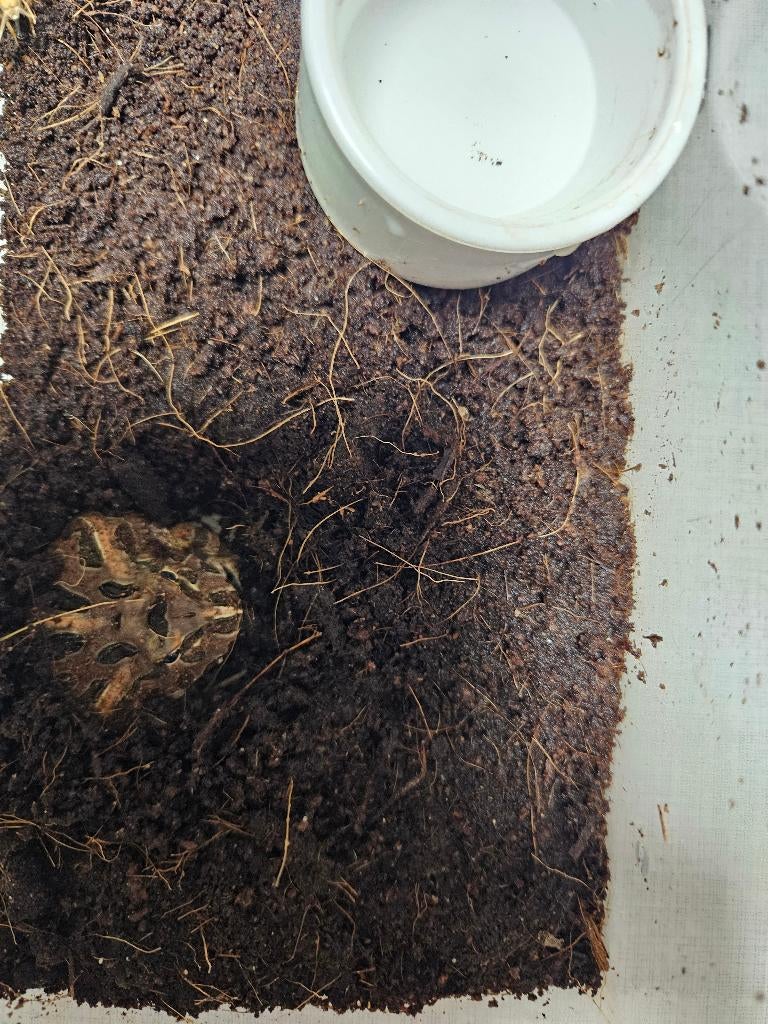 C.Cranwelli Hoornkikker, Amfibie, 0 tot 2 jaar