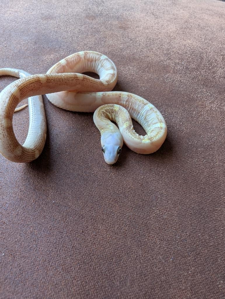 0.1 Scaleless Amber motley 100% heterozygoot Amel  (butter), Dieren en Toebehoren, Reptielen en Amfibieën, Slang, Tam, 0 tot 2 jaar