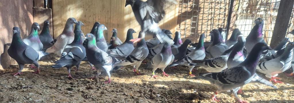 Te koop duiven., Dieren en Toebehoren, Meerdere dieren