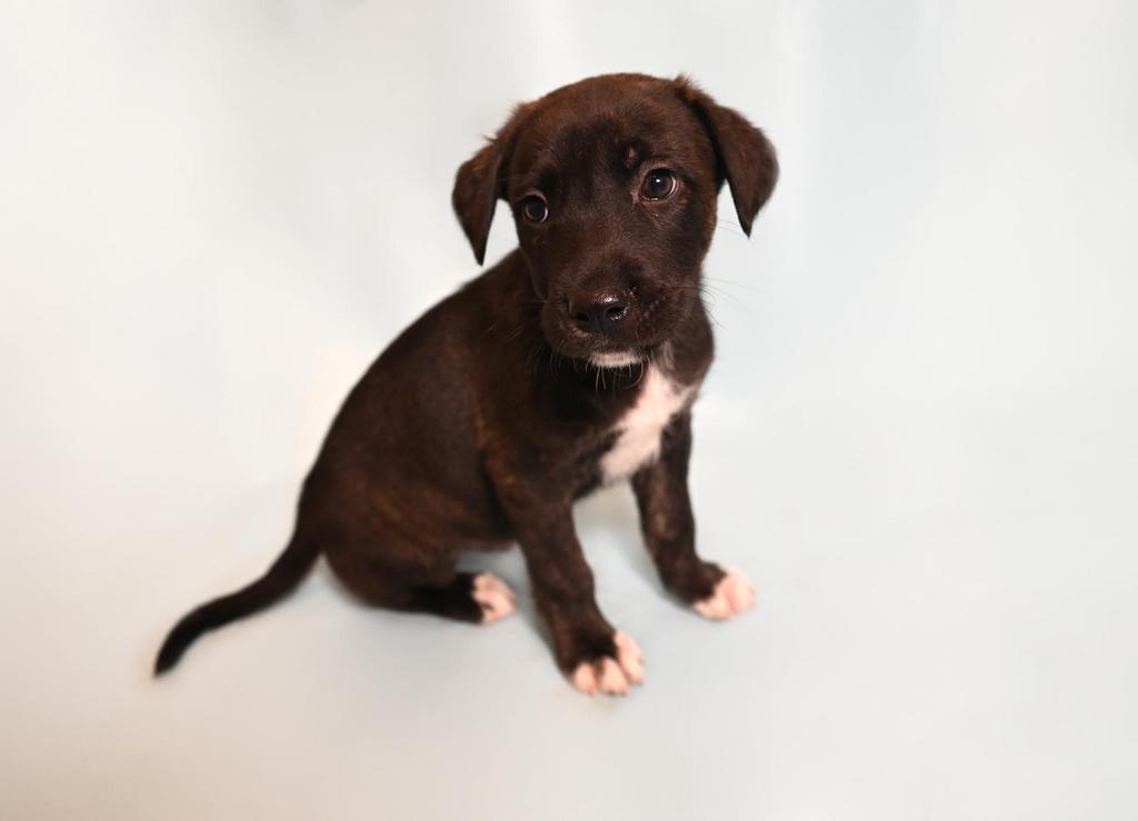 Huiskamernest labrador mix pup zeer sociaal ! Laatste 2 pups, 8 tot 15 weken, Meerdere, Meerdere dieren, Nederland