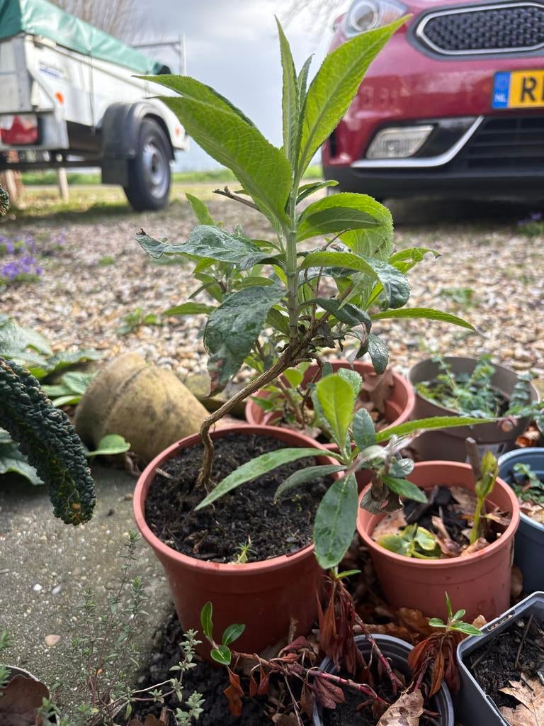 Vlinderstruik - Buddleja davidii (2 stuks beschikbaar), Volle zon, Vaste plant, Zomer, Ophalen