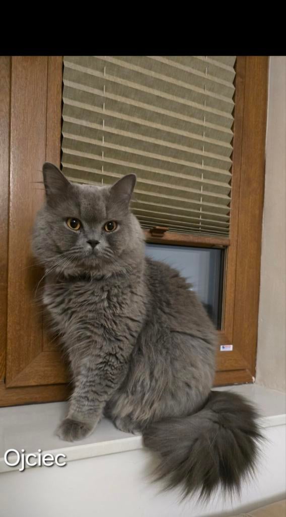 Britse langhaar katt dekkaters, Dieren en Toebehoren, Katten en Kittens | Dekkaters, 0 tot 2 jaar