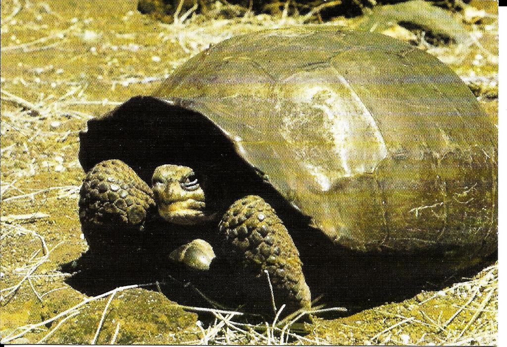 Ansichtkaart	Galapagos reuzenschildpad, Verzenden, 1960 tot 1980, Ongelopen, Reptiel