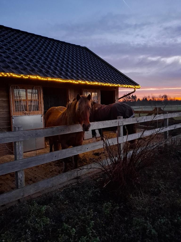pension pony stalling, Dieren en Toebehoren, Stalling, 1 paard of pony