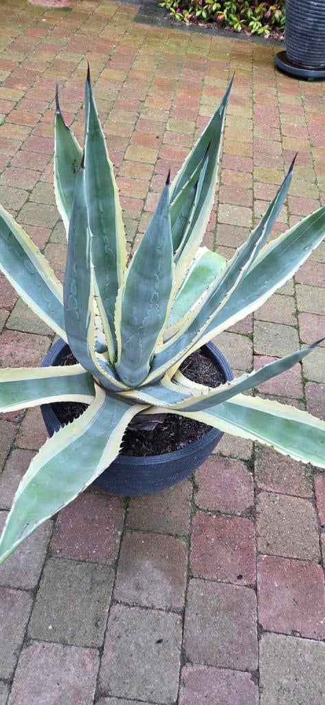 Grote Bonte Agave Americana Variegata, Tuin en Terras, Ophalen of Verzenden, Bloeit niet, Overige soorten, Volle zon