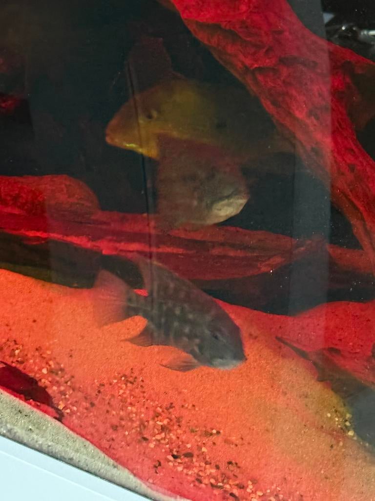 Hoplarchus psittacus / true parrot cichlid, Dieren en Toebehoren, Vis