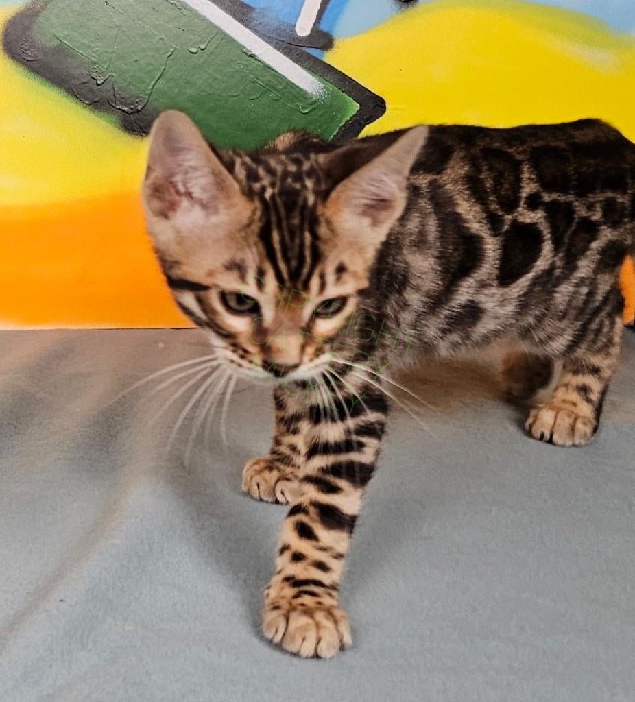 Bengaal kitten met stamboom katertje voll. gevaccineerd, Dieren en Toebehoren, Katten en Kittens | Raskatten | Korthaar, Kater