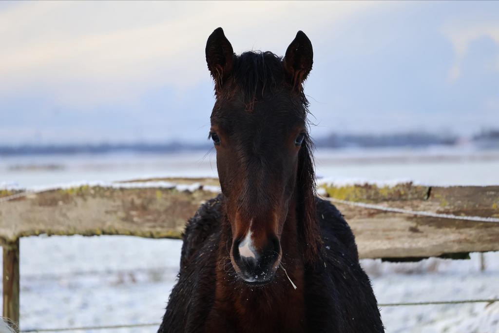 Diverse paarden beschikbaar, Dieren en Toebehoren, Paarden, Merrie, Met stamboom, 0 tot 2 jaar