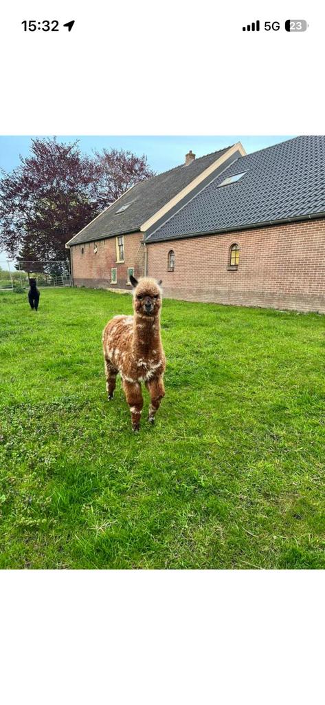 Leopard  dekhengst gevraagd, Dieren en Toebehoren, December, Mannelijk