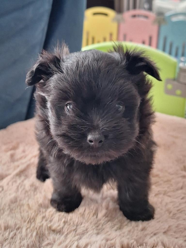 Mooie havapom (havanezer/pomeriaan) pups, Parvo, Overige rassen, 8 tot 15 weken, Meerdere