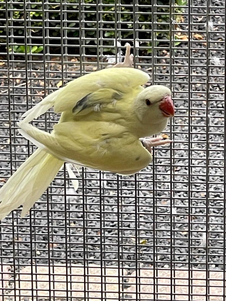 Halsbandparkiet, Dieren en Toebehoren, Vogels | Parkieten en Papegaaien, Geslacht onbekend, Parkiet