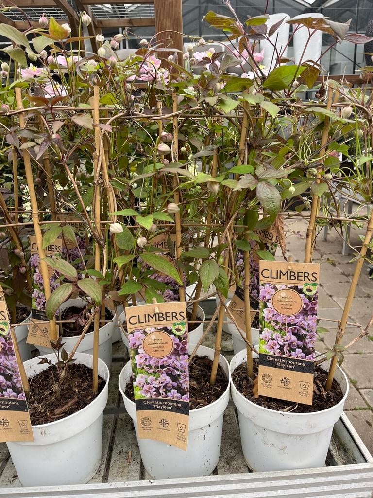 Clematis Montana Mayleen €17,95, Volle zon, Vaste plant, Ophalen of Verzenden, Klimplanten