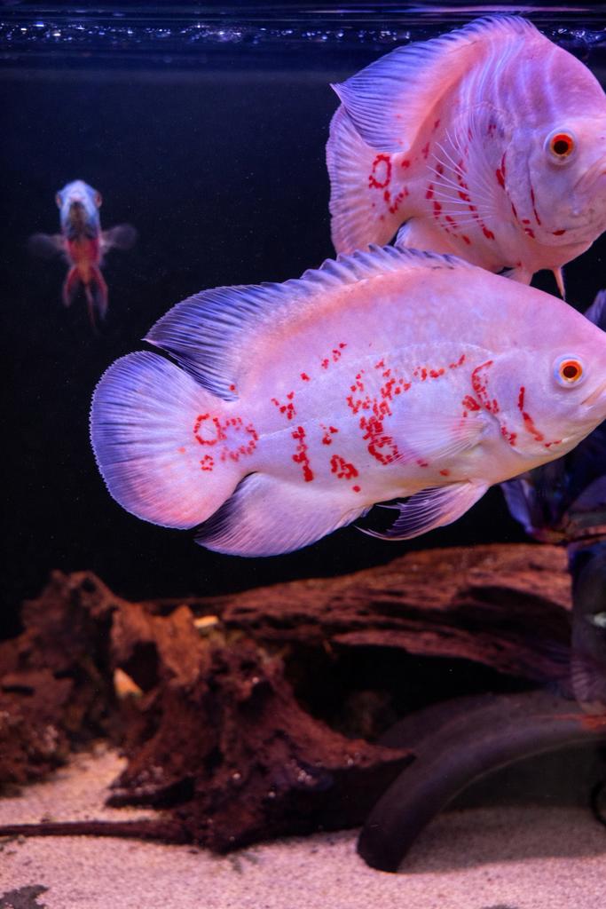 Astronotus Ocellatus Super Red Chili L, Dieren en Toebehoren, Vissen | Aquariumvissen, Vis