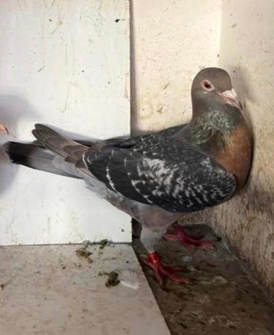 Duivin, gratis afhalen, Dieren en Toebehoren, Vogels | Duiven, Vrouwelijk