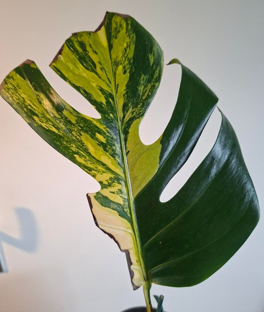 Monstera aurea yellow variegata, Ophalen, Halfschaduw, Minder dan 100 cm