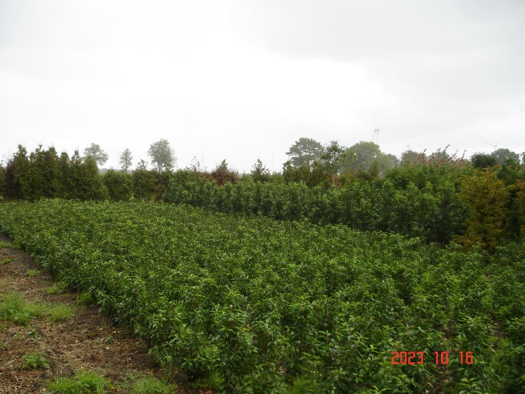 portugese laurier, Tuin en Terras, Ophalen, Laurier, Struik, 100 tot 250 cm