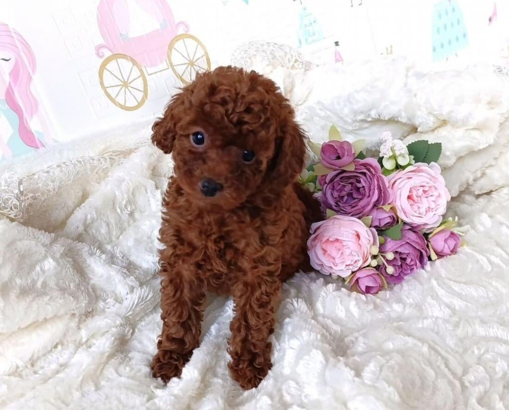 Toy poedel, Dieren en Toebehoren, Poedel, 8 tot 15 weken, Parvo, Meerdere dieren