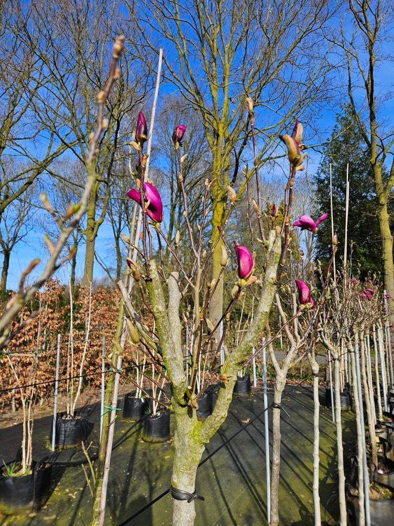 Super mooie magnolia 'Susan' bol op stam te koop!, 100 tot 250 cm, Zomer, Ophalen, Volle zon