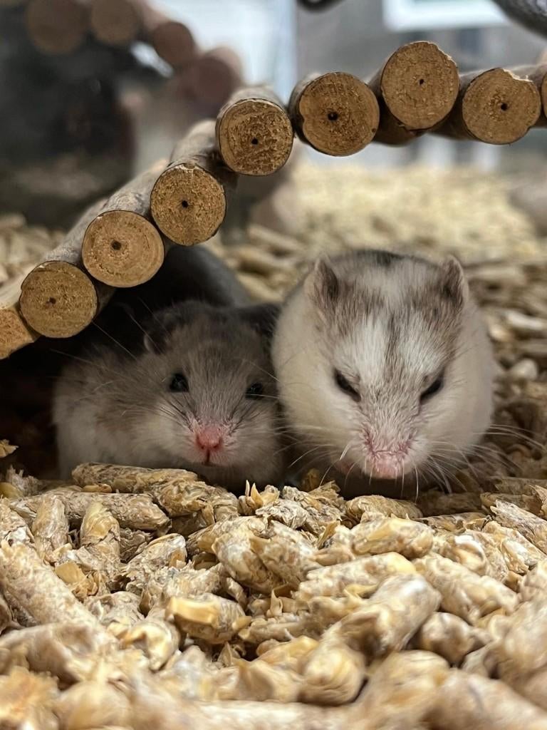 Chinese dwerghamster | Jonge hamsters | Goed tam te maken, Hamster, Februari, Meerdere dieren, Tam