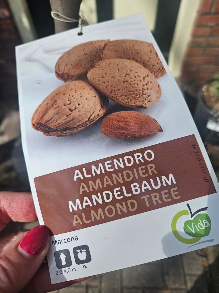 Amandelboompjes vol met amandelen!, Tuin en Terras, 100 tot 250 cm, Zomer, Palmboom, Ophalen